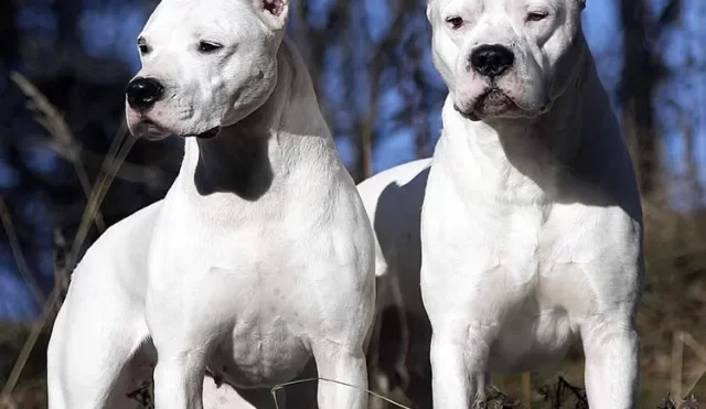 dosdogosargentos
