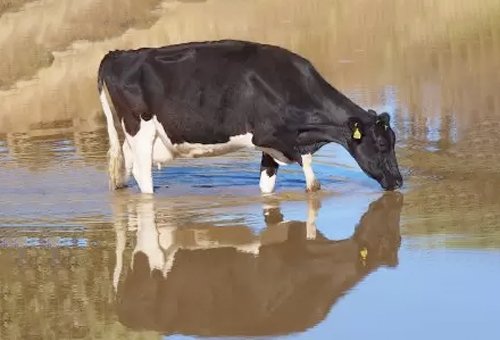 LECHERA EN EL AGUA
