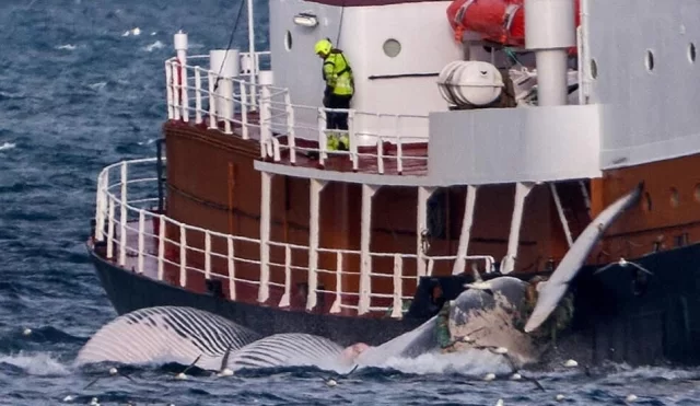 ISLANDIA BALLENAS