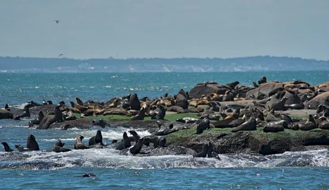 ISLA DE LOBOS