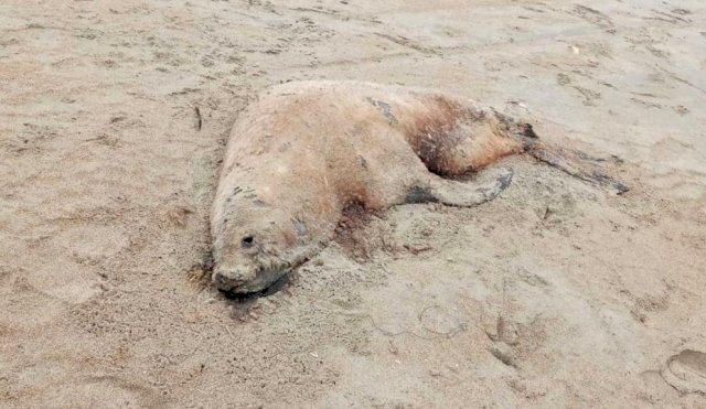 Lobo marino muerto