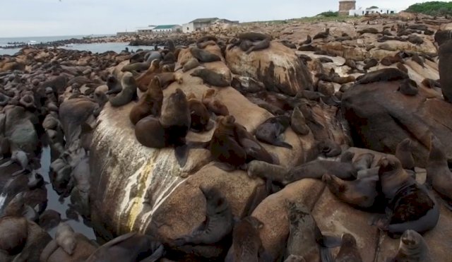 Lobos marinos 