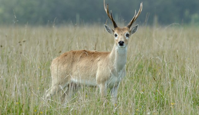 Venado de campo