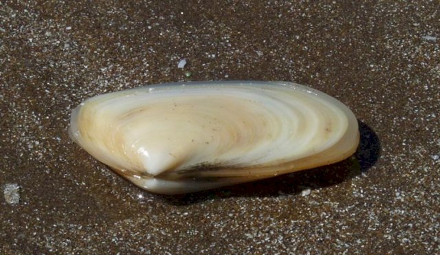 Almeja amarilla 