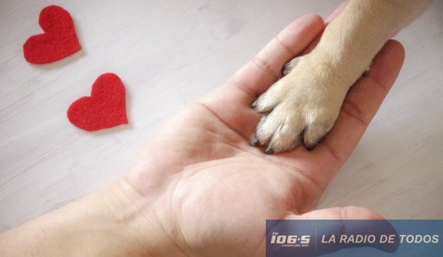 Perros mano corazón 
