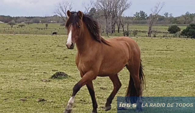 caballo