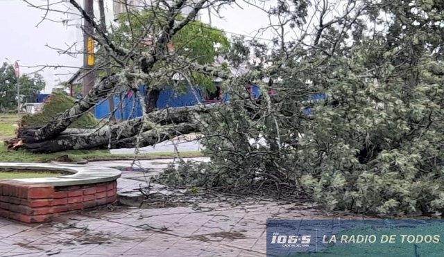 Temporal colonia 