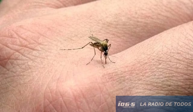 mosquito