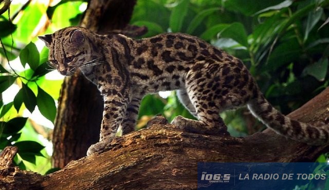 gato margay
