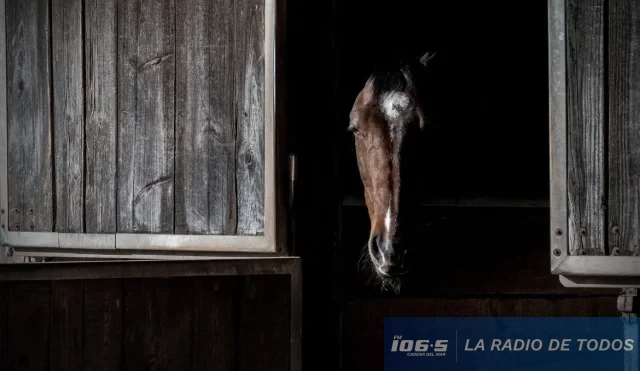 CABALLO