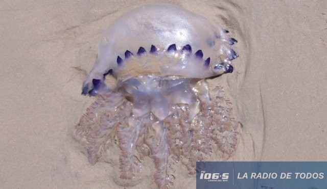 medusas