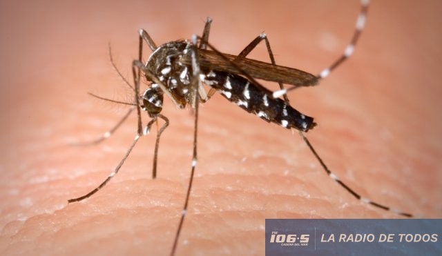 arbovirosis 