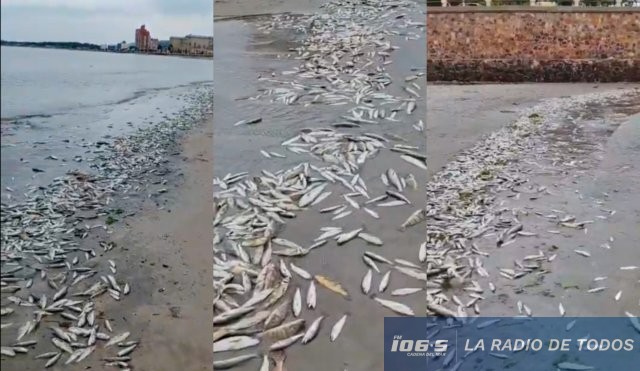peces 