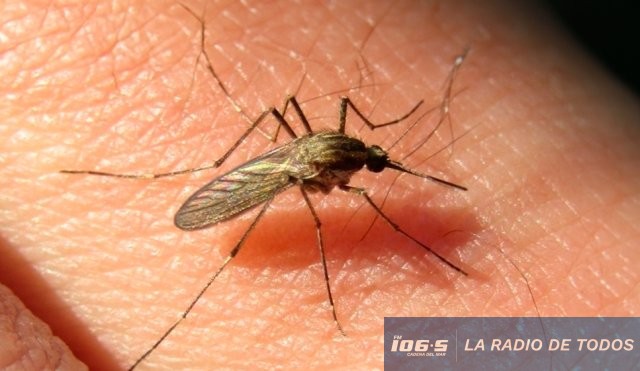 mosquito_encefalitis_equina
