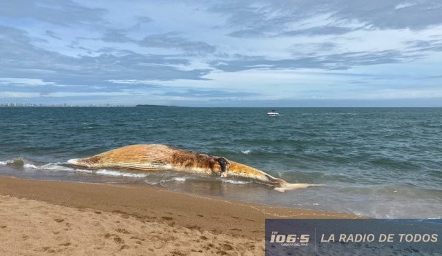 Ballena