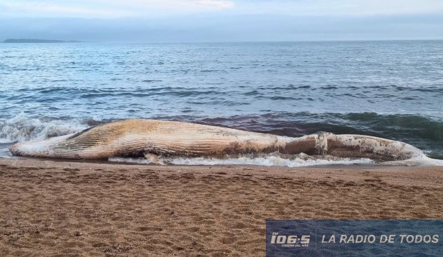 Ballena muerta