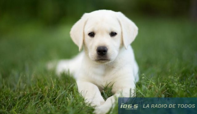 perrito