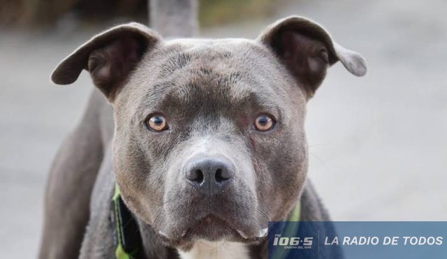 pitbull