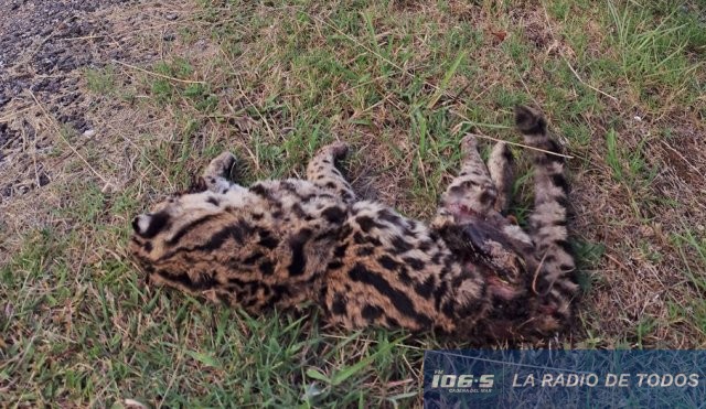 margay2