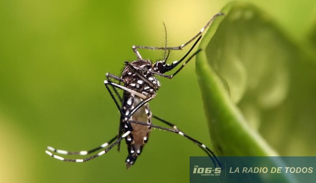 AEDES 