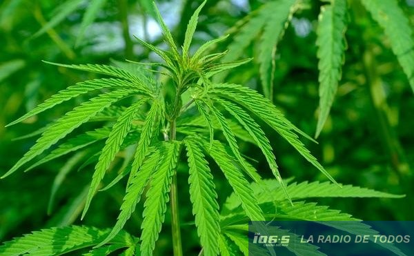 Cannabis 