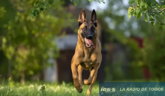 perro
