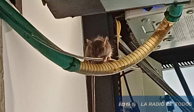 ratatuille