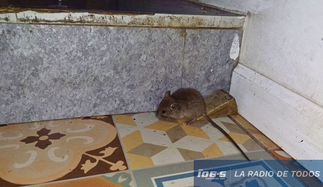 ratatuille 3