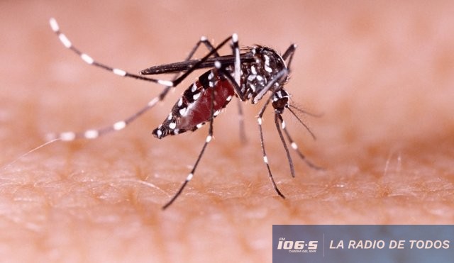 mosquito
