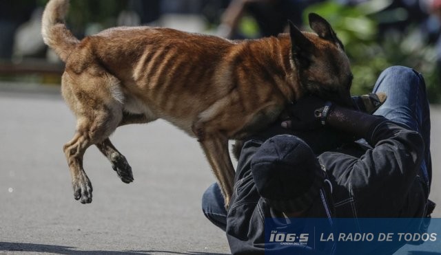 perro
