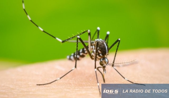 AEDES NUEVO