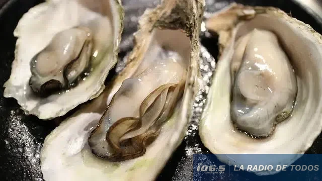 Moluscos 