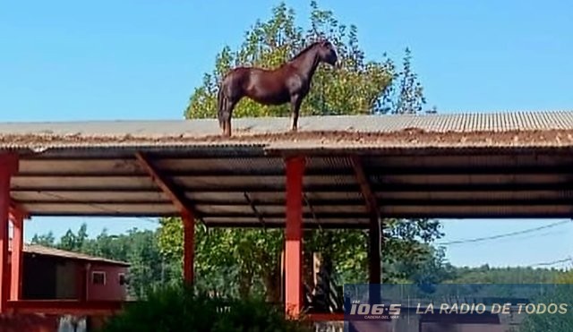 Caballo techo 