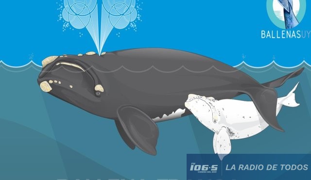 BALLENA 