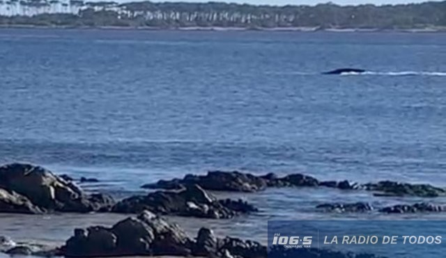 Ballena