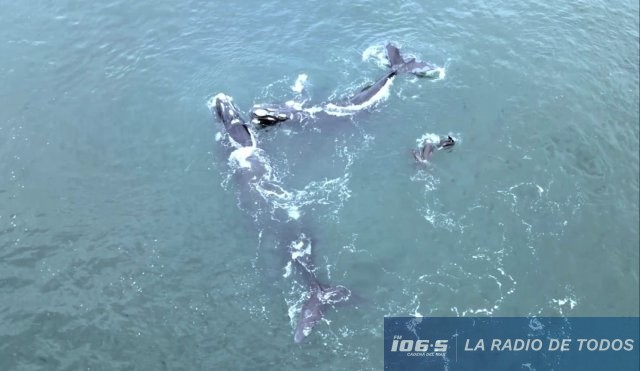 lobos-ballenas