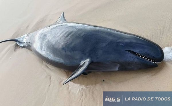 Orca-Playa