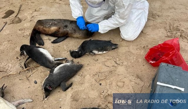 Penguins 