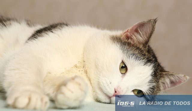 Gato castrado