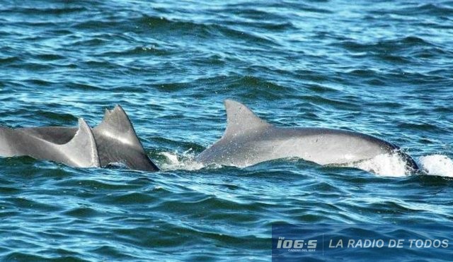 toninas en pde