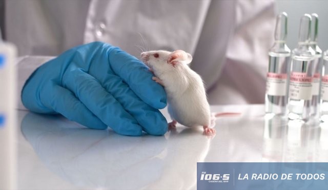 ratones longevos