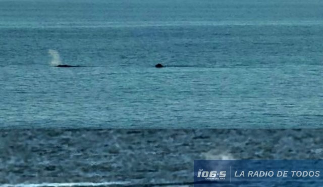 BALLENAS