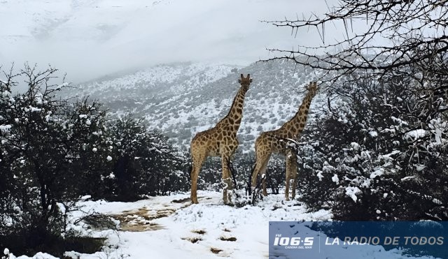 JIRAFAS NIEVE 