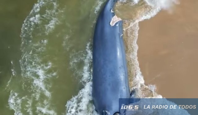 laguna garzon - ballena