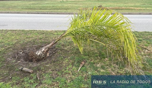 palmera-robo