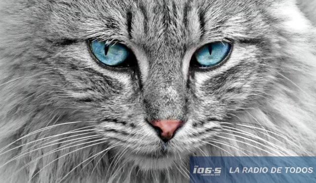 NUEVO GATO
