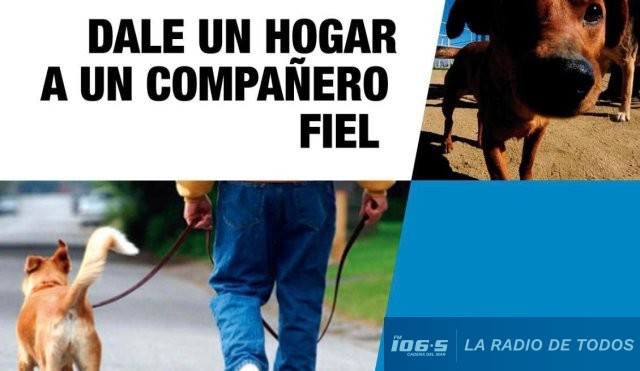 adopciones-refugio