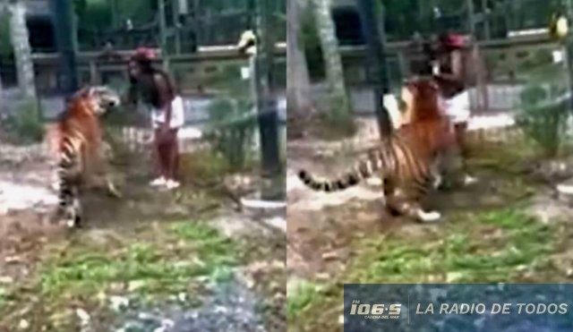 TIGRE Y JOVEN
