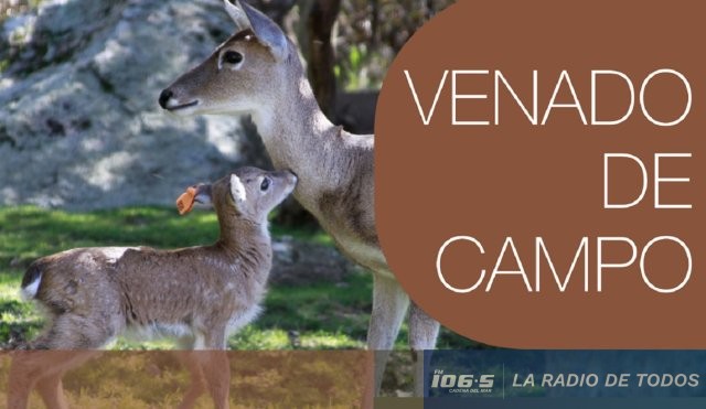 VENADO DE CAMPO LIBRO