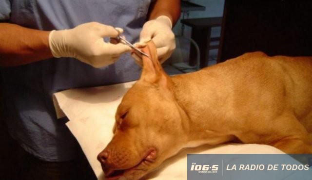 CORTE DE OREJA ANIMAL